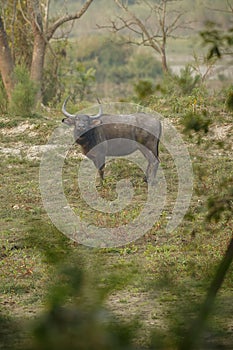 Big wild water buffalo in Kaziranga