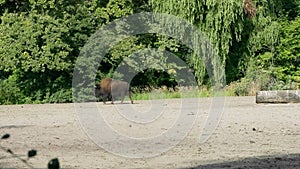 A big wild yak walks through a field