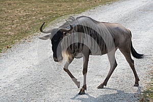 Big wildebeest on a country safari farm