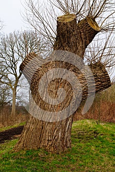 Big willow tree