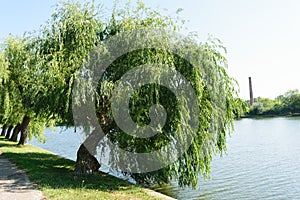 Big willow tree leaning over water lake