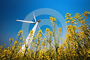 A big wind turbine in rapeseed field