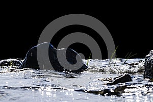 Big windy waves splashing over rocks. Wave splash in the lake isolated on black background. Waves breaking on a stony beach