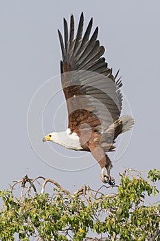 Big wingspan of African fish eagle photo