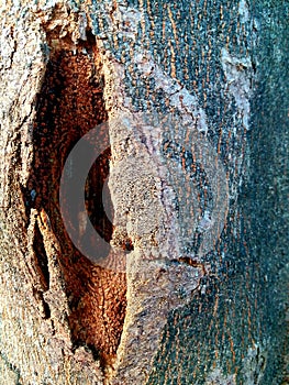 Big wood eye with brown bark