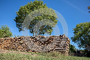 Big wood pile in front of a tree and blue sky