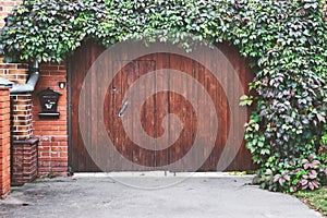 Big wooden gate with green ivy climber leaves