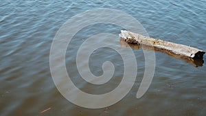 Big wooden log floating on the river surface