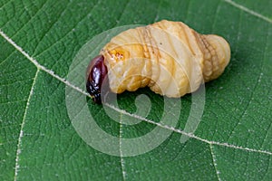 Big Worm of the Dynastinae