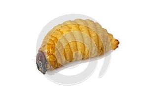 Big Worm of the Dynastinae