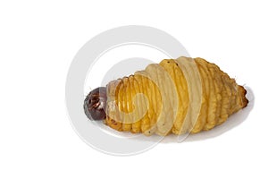 Big Worm of the Dynastinae