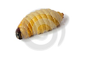 Big Worm of the Dynastinae