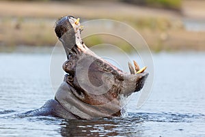 A big yawn from an adult hippo in Chobe River Botswana