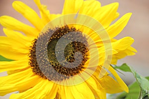 A Big yelllow bloomong Sunflower close up photo
