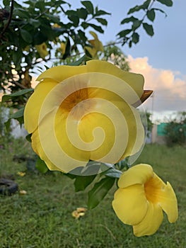 Big yellow allamanda flower