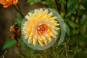 Big yellow beautiful Dahlia close-up on natural background