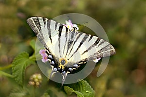 Big yellow butterfly with black stripes