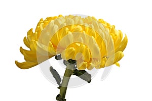 Big yellow chrysanthemum flower isolated on white background