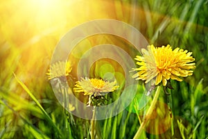 Big yellow dandelions in the grass