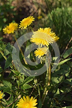 Big Yellow Dandelions In The Tall Grass. Easter spring flower background; fresh flower and yellow butterfly on green grass