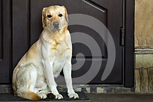 Big yellow dog sitting near house door