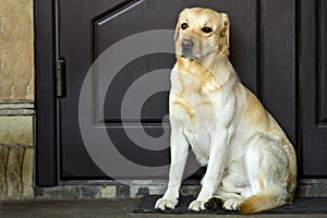 Big yellow dog sitting near house door