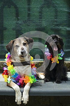 Big yellow dog and small black dog with flower garlands around their necks on vacation