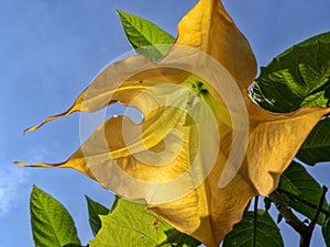 Big yellow durman flower
