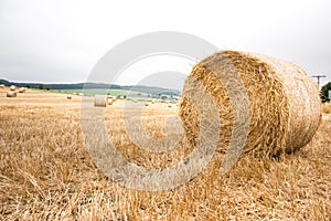 Big yellow field after harvesting. Mowed wheat fields under beautiful blue sky and clouds at summer sunny day. Converging lines on