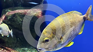 A big yellow fish swimming in a sea water, underwater world close up