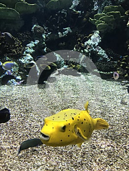 Big yellow fish in Tropicarium