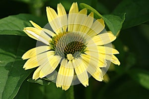 Big Yellow Flower