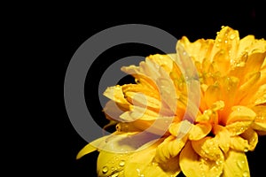 Big yellow flower on a black background in the corner