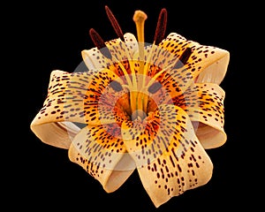 Big yellow flower of brindle lily, isolated on black background