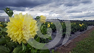 Big yellow flower at nursery