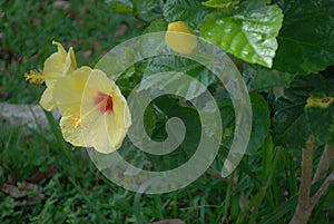 Hibiscus Amarilla photo