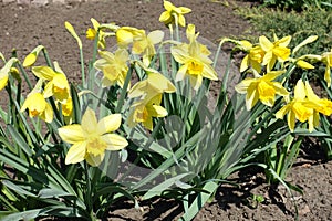 Big yellow flowers of narcissuses in the flowerbed
