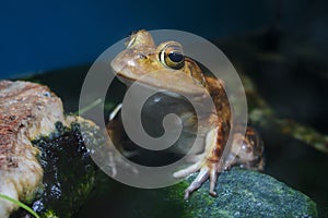 Big yellow frog golden amphibian wet swamp pond water