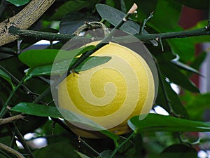 Big yellow grapefruit hanging on a branch