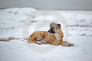 Big yellow homeless dog laying on snow