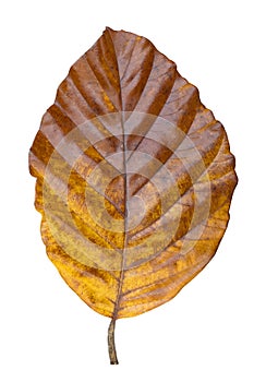 Big yellow leaf of a tree on a white background