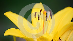 Big Yellow lily close-up