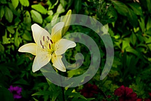 Big yellow lily flower on a blurry garden background on a summer day