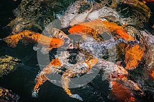 Big yellow, orange and white carp fish swimming above surface in a pond and hunting for food, TIRTA GANGGA WATER TEMPLE, BALI,