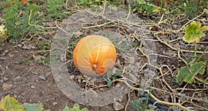 Big yellow pumpkin growing in the garden