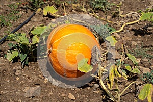 Big yellow pumpkin growing in the garden