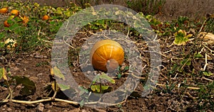 Big yellow pumpkin growing in the garden