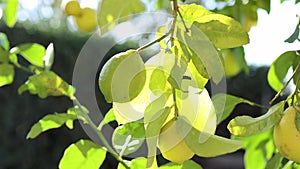 Big yellow ripe lemons hanging on the tree with sunshine. Mediterranean agriculture. Winter ripe lemons harvest