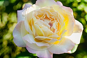 Big yellow rose flower close-up with raindrops on petals in morning