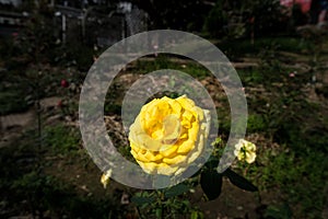 Big Yellow Rose Plant was grow up in the Garden